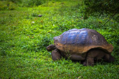 Galapagos Adaları - 22 Temmuz 2017: Santa Cruz Adası'nın El Chato yedekte dev kaplumbağa
