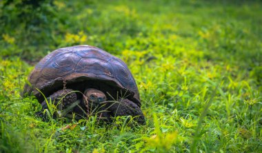 Galapagos Adaları - 22 Temmuz 2017: Santa Cruz Adası'nın El Chato yedekte dev kaplumbağa