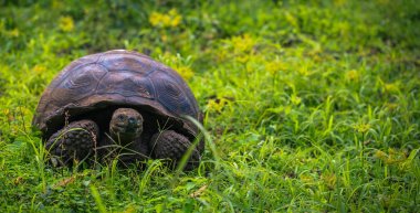 Galapagos Adaları - 22 Temmuz 2017: Santa Cruz Adası'nın El Chato yedekte dev kaplumbağa
