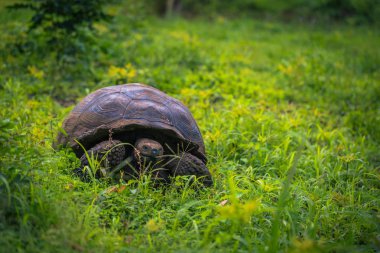 Galapagos Adaları - 22 Temmuz 2017: Santa Cruz Adası'nın El Chato yedekte dev kaplumbağa