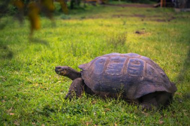 Galapagos Adaları - 22 Temmuz 2017: Santa Cruz Adası'nın El Chato yedekte dev kaplumbağa