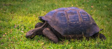 Galapagos Adaları - 22 Temmuz 2017: Dev kaplumbağa Santa Cruz