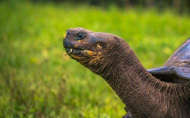 Galapagos Adaları - 22 Temmuz 2017: Santa Cruz Adası'nın El Chato yedekte dev kaplumbağa
