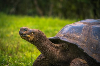 Galapagos Adaları - 22 Temmuz 2017: Santa Cruz Adası'nın El Chato yedekte dev kaplumbağa
