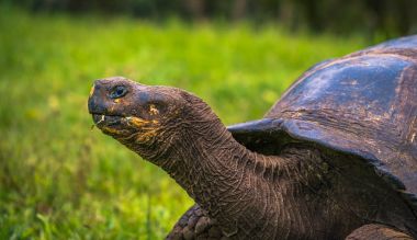Galapagos Adaları - 22 Temmuz 2017: Dev kaplumbağa Santa Cruz