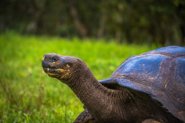 Galapagos Adaları - 22 Temmuz 2017: Santa Cruz Adası'nın El Chato yedekte dev kaplumbağa
