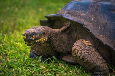 Galapagos Adaları - 22 Temmuz 2017: Santa Cruz Adası'nın El Chato yedekte dev kaplumbağa