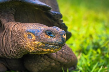 Galapagos Adaları - 22 Temmuz 2017: Santa Cruz Adası'nın El Chato yedekte dev kaplumbağa