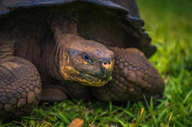 Galapagos Adaları - 22 Temmuz 2017: Santa Cruz Adası'nın El Chato yedekte dev kaplumbağa