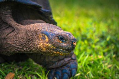 Galapagos Adaları - 22 Temmuz 2017: Santa Cruz Adası'nın El Chato yedekte dev kaplumbağa