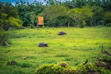 Galapagos Adaları - 22 Temmuz 2017: Santa Cruz Adası'nın El Chato yedekte dev kaplumbağa