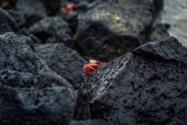 Galapagos Adaları - 23 Ağustos 2017: Kırmızı yengeç coast of Santa Cruz Island, Galapagos Adaları, Ekvador