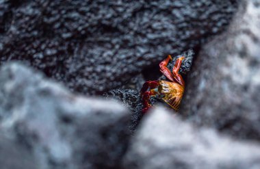 Galapagos Adaları - 23 Ağustos 2017: Kırmızı yengeç coast of Santa Cruz Island, Galapagos Adaları, Ekvador