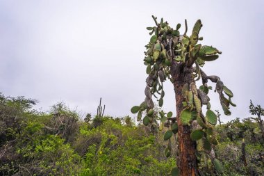 Galapagos Adaları - 23 Ağustos 2017: Kaktüsler Darwin Araştırma Merkezi Santa Cruz Island, Galapagos Adaları, Ekvador