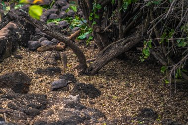Galapagos Adaları - 23 Ağustos 2017: Bebek Dev kara kaplumbağa Darwin Araştırma Merkezi Santa Cruz Island, Galapagos Adaları, Ekvador