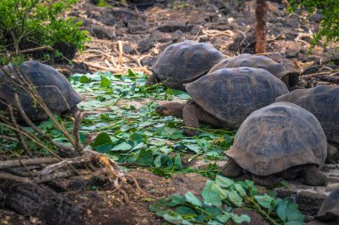 Galapagos Adaları - 23 Ağustos 2017: Dev kara kaplumbağa Darwin Araştırma Merkezi Santa Cruz Island, Galapagos Adaları, Ekvador