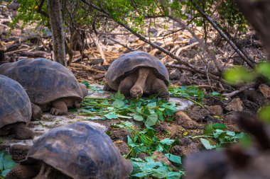 Galapagos Adaları - 23 Ağustos 2017: Dev kaplumbağa içinde arazi