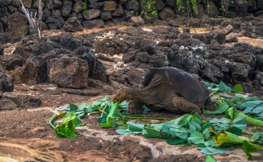 Galapagos Adaları - 23 Ağustos 2017: Dev kara kaplumbağa Darwin Araştırma Merkezi Santa Cruz Island, Galapagos Adaları, Ekvador