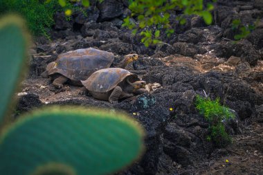 Galapagos Adaları - 23 Ağustos 2017: Dev kara kaplumbağa Darwin Araştırma Merkezi Santa Cruz Island, Galapagos Adaları, Ekvador