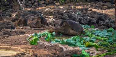 Galapagos Adaları - 23 Ağustos 2017: Dev kara kaplumbağa Darwin Araştırma Merkezi Santa Cruz Island, Galapagos Adaları, Ekvador