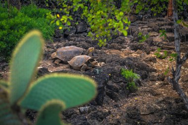 Galapagos Adaları - 23 Ağustos 2017: Dev kara kaplumbağa Darwin Araştırma Merkezi Santa Cruz Island, Galapagos Adaları, Ekvador