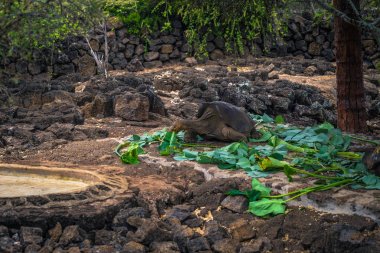 Galapagos Adaları - 23 Ağustos 2017: Dev kara kaplumbağa Darwin Araştırma Merkezi Santa Cruz Island, Galapagos Adaları, Ekvador