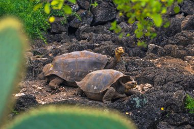 Galapagos Adaları - 23 Ağustos 2017: Dev kara kaplumbağa Darwin Araştırma Merkezi Santa Cruz Island, Galapagos Adaları, Ekvador