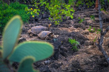 Galapagos Adaları - 23 Ağustos 2017: Dev kara kaplumbağa Darwin Araştırma Merkezi Santa Cruz Island, Galapagos Adaları, Ekvador