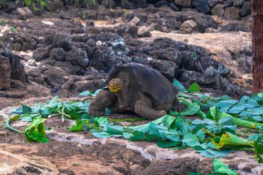 Galapagos Adaları - 23 Ağustos 2017: Dev kara kaplumbağa Darwin Araştırma Merkezi Santa Cruz Island, Galapagos Adaları, Ekvador