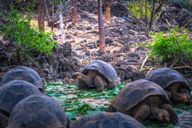 Galapagos Adaları - 23 Ağustos 2017: Dev kara kaplumbağa Darwin Araştırma Merkezi Santa Cruz Island, Galapagos Adaları, Ekvador