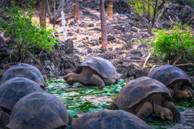 Galapagos Adaları - 23 Ağustos 2017: Dev kaplumbağa içinde arazi
