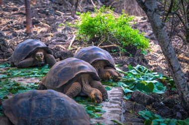 Galapagos Adaları - 23 Ağustos 2017: Dev kara kaplumbağa Darwin Araştırma Merkezi Santa Cruz Island, Galapagos Adaları, Ekvador