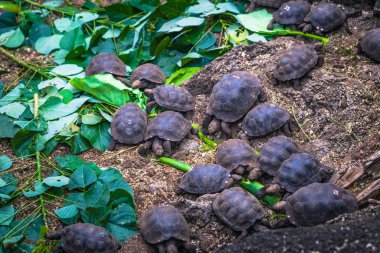 Galapagos Adaları - 23 Ağustos 2017: Bebek Dev kara kaplumbağa Darwin Araştırma Merkezi Santa Cruz Island, Galapagos Adaları, Ekvador