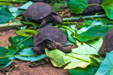 Galapagos Adaları - 23 Ağustos 2017: Bebek Dev kara kaplumbağa Darwin Araştırma Merkezi Santa Cruz Island, Galapagos Adaları, Ekvador