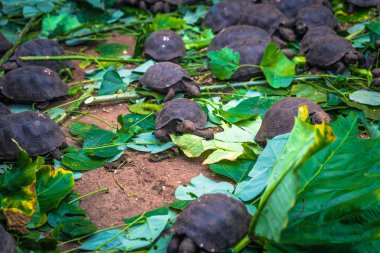 Galapagos Adaları - 23 Ağustos 2017: Bebek Dev kara kaplumbağa ben