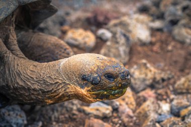 Galapagos Adaları - 23 Ağustos 2017: Dev kara kaplumbağa Darwin Araştırma Merkezi Santa Cruz Island, Galapagos Adaları, Ekvador