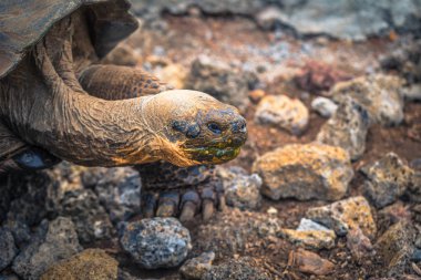 Galapagos Adaları - 23 Ağustos 2017: Dev kara kaplumbağa Darwin Araştırma Merkezi Santa Cruz Island, Galapagos Adaları, Ekvador