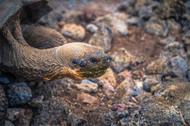 Galapagos Adaları - 23 Ağustos 2017: Dev kara kaplumbağa Darwin Araştırma Merkezi Santa Cruz Island, Galapagos Adaları, Ekvador