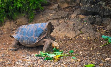 Galapagos Adaları - 23 Ağustos 2017: Dev kaplumbağa içinde arazi 