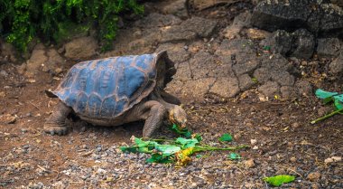 Galapagos Adaları - 23 Ağustos 2017: Dev kara kaplumbağa Darwin Araştırma Merkezi Santa Cruz Island, Galapagos Adaları, Ekvador