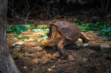 Galapagos Adaları - 23 Ağustos 2017: Super Diego, Darwin Araştırma Merkezi Santa Cruz Island, Galapagos Adaları, Ekvador'ndeki dev kaplumbağa