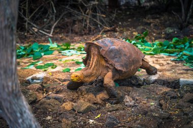 Galapagos Adaları - 23 Ağustos 2017: Super Diego, Darwin Araştırma Merkezi Santa Cruz Island, Galapagos Adaları, Ekvador'ndeki dev kaplumbağa
