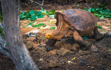 Galapagos Adaları - 23 Ağustos 2017: Super Diego, Darwin Araştırma Merkezi Santa Cruz Island, Galapagos Adaları, Ekvador'ndeki dev kaplumbağa