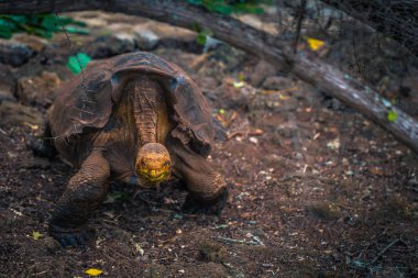 Galapagos Adaları - 23 Ağustos 2017: Super Diego, Darwin Araştırma Merkezi Santa Cruz Island, Galapagos Adaları, Ekvador'ndeki dev kaplumbağa