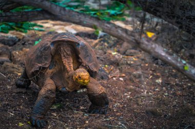 Galapagos Adaları - 23 Ağustos 2017: Super Diego, Darwin Araştırma Merkezi Santa Cruz Island, Galapagos Adaları, Ekvador'ndeki dev kaplumbağa