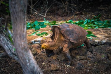 Galapagos Adaları - 23 Ağustos 2017: Super Diego, Darwin Araştırma Merkezi Santa Cruz Island, Galapagos Adaları, Ekvador'ndeki dev kaplumbağa
