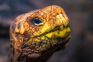 Galapagos Adaları - 23 Ağustos 2017: Super Diego, Darwin Araştırma Merkezi Santa Cruz Island, Galapagos Adaları, Ekvador'ndeki dev kaplumbağa