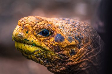 Galapagos Adaları - 23 Ağustos 2017: Super Diego, Darwin Araştırma Merkezi Santa Cruz Island, Galapagos Adaları, Ekvador'ndeki dev kaplumbağa