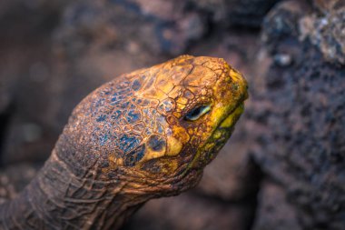Galapagos Adaları - 23 Ağustos 2017: Super Diego, Darwin Araştırma Merkezi Santa Cruz Island, Galapagos Adaları, Ekvador'ndeki dev kaplumbağa