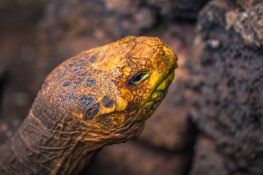 Galapagos Adaları - 23 Ağustos 2017: Super Diego, Darwin Araştırma Merkezi Santa Cruz Island, Galapagos Adaları, Ekvador'ndeki dev kaplumbağa